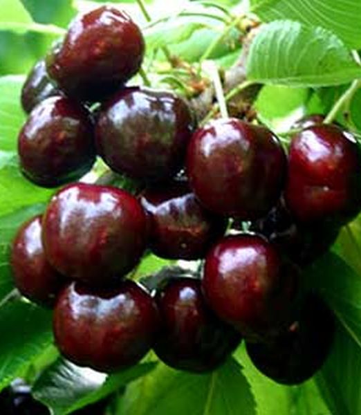 Čerešňa 'Starking Hardy Giant'